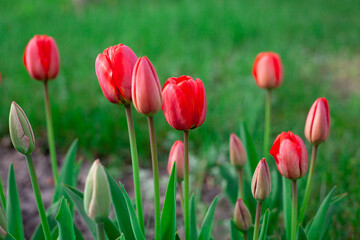 Fototapeta premium Tulip flower with green leaf background in tulip field spring day for postcard beauty decoration and agriculture concept