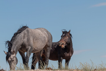 Wild Horses in the Utah Desert