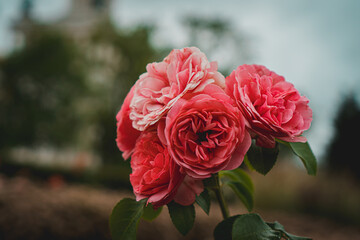 pink spray roses in the garden