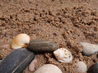 shells on the sand