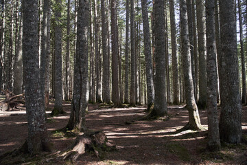 View of the path in the forest