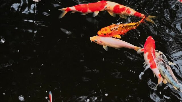 Fish swimming in big Koi pond at park 