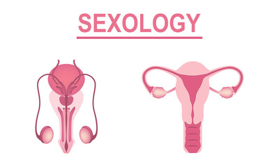 internal organs of human body on white background education anatomy female and male reproductive organs organ illustration