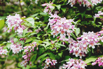 close up of linnaea amabilis kolkwitzia flower on branches 