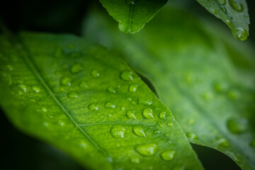 Regentropfen - Wassertropfen auf grünem Blatt mit unscharfem Hintergrund