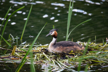 Great crested Grebe sits on a nest