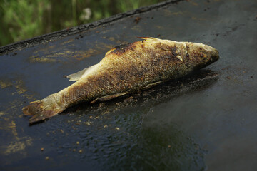 sea ​​bass. sea ​​perch on the stove. green background.