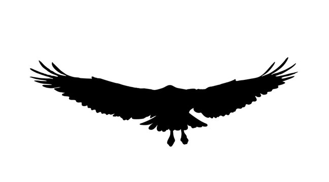 Falcon, hawk, eagle or orel black silhouette isolated on white background. A large predator soar in the air. Vector illustration Eps 10.