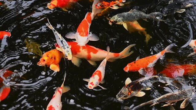 Fish swimming in big Koi pond at park 