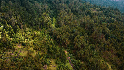 Fototapeta na wymiar bosques de Pinus hartwegii, Abies sp en limites de altitud de 3,000 metros sobre el nivel del mar. 