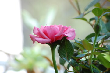 pink rose flower