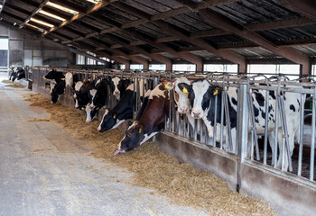 Fototapeta na wymiar a farm with cows in holland