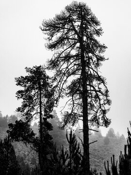 Un arbol de gran altura de la especie Pinus hartwegii en la monta&ntilde;a