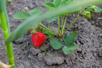 Industrial cultivation of strawberries plant. Bush with ripe red fruits strawberry in summer garden bed. Natural growing of berries on farm. Eco healthy organic food horticulture concept background.