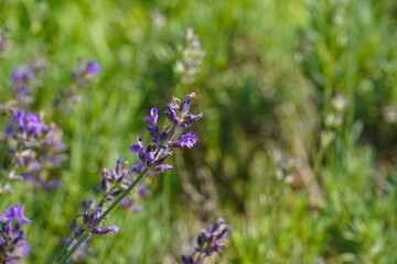 Purple Lavandula angustifolia blossoms in a garden