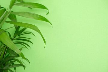 Green leaves of a palm tree on a green background. Banner, place for text.