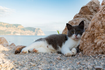 The cat sits on a rock and looks at the sea 
