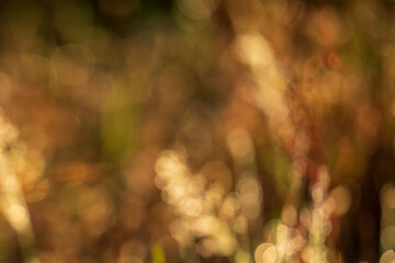 Blurred bokeh background from the forest