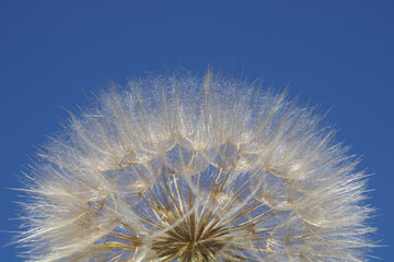 Huge fluffy an fragile dandelion head in nature.