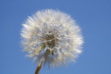 Huge fluffy an fragile dandelion head in nature.