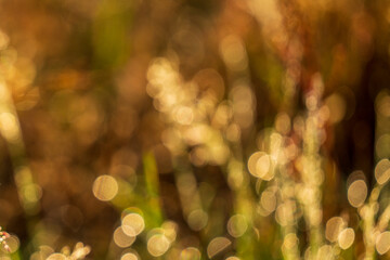 Blurred bokeh background from the forest