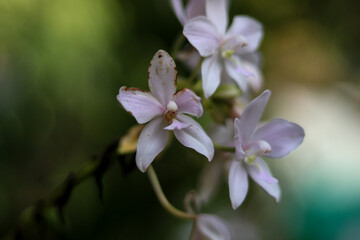 Elegant white orchid flowers in the garden