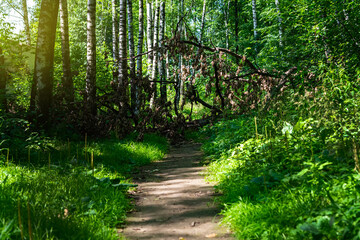 Obraz premium An old tree fell down by a hurricane on a forest path.