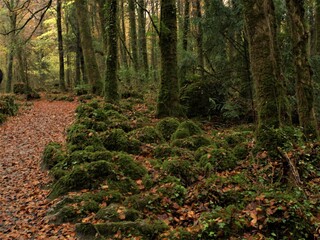 Fototapeta premium forêt