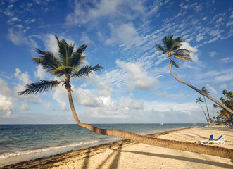 Two curved palm trees on the shore of the Caribbean Sea. Dominican Republic beach in Punta Cana....