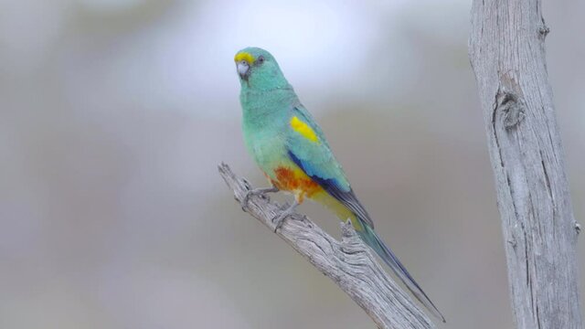 a slow motion close up of a mulga parrot in a tree at gluepot reserve in south australia- conformed from 120p