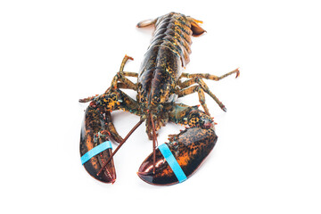 Boston lobster isolated on white background.