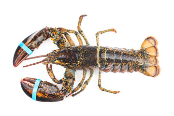 Boston lobster isolated on white background.