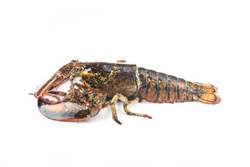 Boston lobster isolated on white background.
