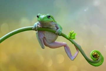 Afwasbaar fotobehang green frog on a leaf © Dwi