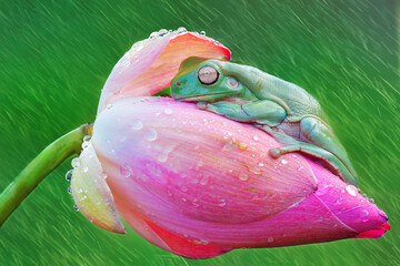 Dumpy frog on leaf in raining