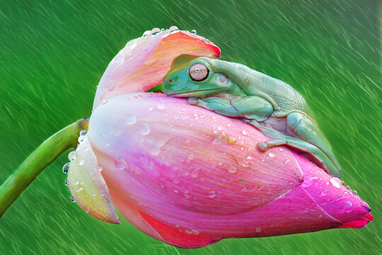 Dumpy frog on leaf in raining