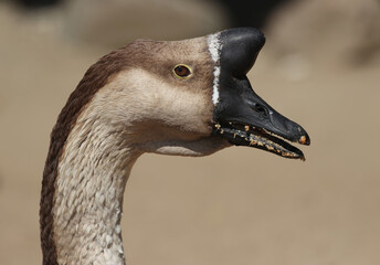close up portrait of a swan goose