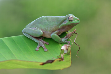 frog on a leaf