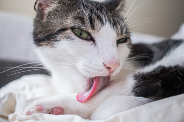 cat is licking herself with her tongue