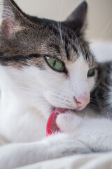 cat is cleaning herself between the toenails