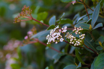 beautiful pink flowers with green leaves