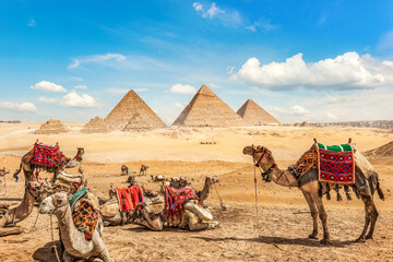 Camel family and pyramids - obrazy, fototapety, plakaty