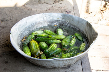 Cucumbers in a large bowl filled with water