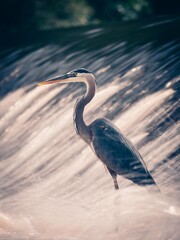 Great Blue Heron, Charles River, MA