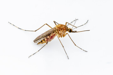 Dangerous Zika Infected Mosquito on White Wall. Leishmaniasis, Encephalitis, Yellow Fever, Dengue, Malaria Disease, Mayaro or Zika Virus Infectious Culex Mosquito Parasite Insect Macro.