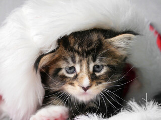 Christmas cat. Portrait striped maine coon kitten playing with Christmas gifts and festive red...