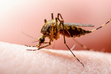 Zika Infected Mosquito Bite. Leishmaniasis, Encephalitis, Yellow Fever, Dengue, Malaria Disease, Mayaro or Zika Virus Infectious Culex Mosquitoe Parasite Insect Macro.