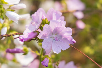 Musk Mallow, pink wildflower close-up