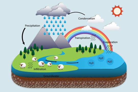 Diagram showing water cycle of rain and snow; evaporating