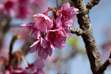 pink cherry blossom w/ 90 mm macro lens 5